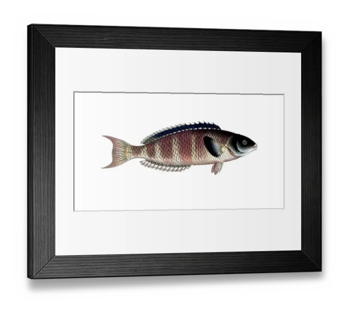 Framed Print : Fish, Fish, Genus of Wrasse, Labrus lunaris, Historical, digitally restored reproduction from a 19th century original, Record date not stated Framed Print : Fish, Fish, Genus of Wrasse, Labrus lunaris, Historical, digitally restored reproduction from a 19th century original, Record date not stated
