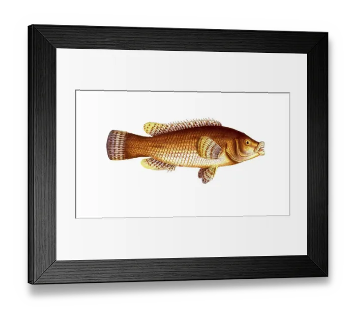 Framed Print : Fish, Fish, Genus of Wrasse, Labrus maculatus, Historical, digitally restored reproduction from a 19th century original, Record date not stated Framed Print : Fish, Fish, Genus of Wrasse, Labrus maculatus, Historical, digitally restored reproduction from a 19th century original, Record date not stated