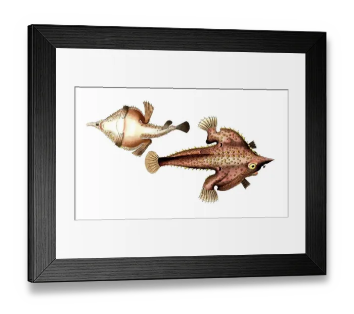 Framed Print : Fish, Pisces, Lophius vespertilio, Historical, digitally restored reproduction from a 19th century original, Record date not stated Framed Print : Fish, Pisces, Lophius vespertilio, Historical, digitally restored reproduction from a 19th century original, Record date not stated