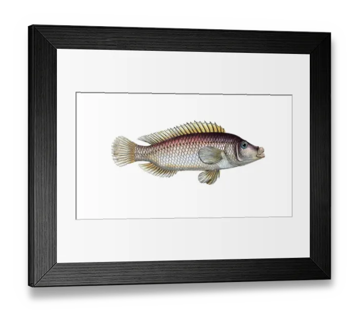 Framed Print : Fish, fish, fish genus from the snapper family Lutjanus linckii, the linkian lutian, The Lutian of Link, Historical, digitally restored reproduction from a 19th century original, Record date not stated