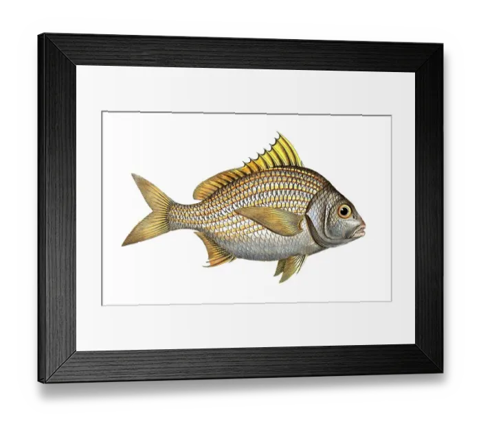 Framed Print : Fish, Fish, Fish genus from the snapper family Lutjanus luteus, the Yellow-fin, Historical, digitally restored reproduction from a 19th century original, Record date not stated Framed Print : Fish, Fish, Fish genus from the snapper family Lutjanus luteus, the Yellow-fin, Historical, digitally restored reproduction from a 19th century original, Record date not stated