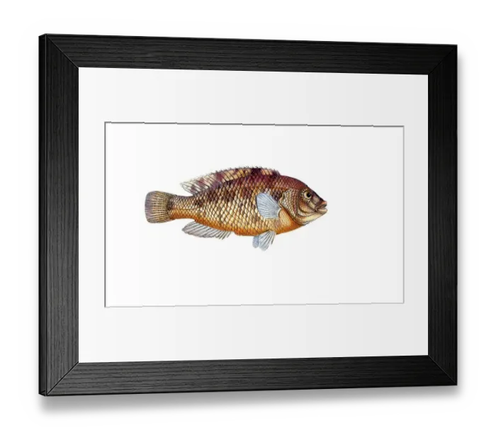 Framed Print : Fish, Fish, Fish genus from the snapper family Lutjanus norve, Historical, digitally restored reproduction from a 19th century original, Record date not stated
