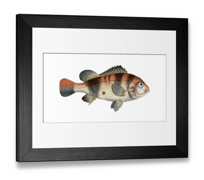 Framed Print : Fish, Fish, Fish genus from the snapper family Lutjanus surinamensis, Historical, digitally restored reproduction from a 19th century original, Record date not stated Framed Print : Fish, Fish, Fish genus from the snapper family Lutjanus surinamensis, Historical, digitally restored reproduction from a 19th century original, Record date not stated