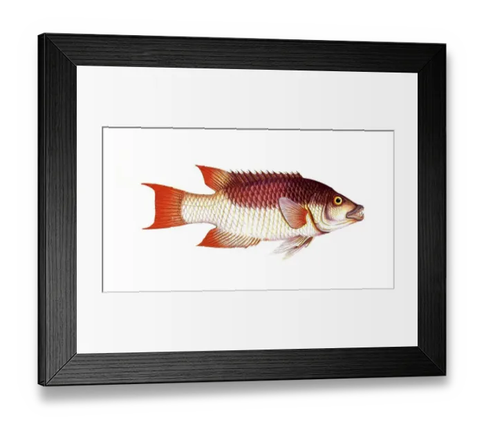 Framed Print : Fish, fish, fish genus from the snapper family Lutjanus verres, the Sea-Boar, Historical, digitally restored reproduction from a 19th century original, Record date not stated