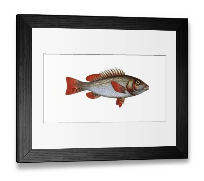 Framed Print : Fish, Pisces, Lutjanus erythropterus, the redfin, Rhe Red-fin, Historical, digitally restored reproduction from a 19th century original, Record date not stated Framed Print : Fish, Pisces, Lutjanus erythropterus, the redfin, Rhe Red-fin, Historical, digitally restored reproduction from a 19th century original, Record date not stated