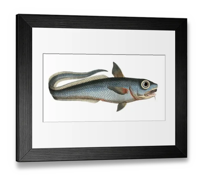 Framed Print : Fish, Fish, Macrourus rupestri, the mountain salmon, Historical, digitally restored reproduction from a 19th century original, Record date not stated Framed Print : Fish, Fish, Macrourus rupestri, the mountain salmon, Historical, digitally restored reproduction from a 19th century original, Record date not stated