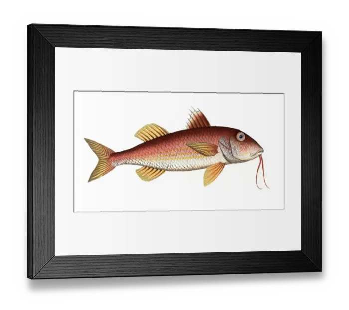 Framed Print : Fish, Fish, Mullus surmuletus, Striped mullet, The striped red mullet or surmullet, Historic, digitally restored reproduction from a 19th century original, Record date not stated Framed Print : Fish, Fish, Mullus surmuletus, Striped mullet, The striped red mullet or surmullet, Historic, digitally restored reproduction from a 19th century original, Record date not stated