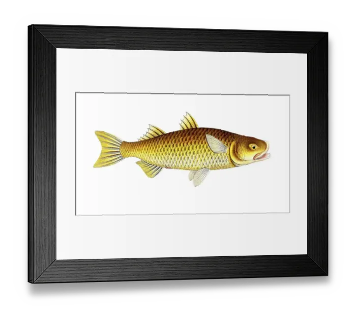 Framed Print : Fish, Fish, Mugil plumieri, Weitmund, Plumier's mullet, Historical, digitally restored reproduction from a 19th century original, Record date not stated