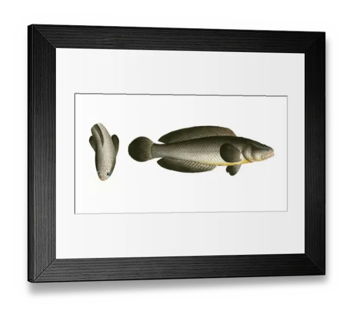 Framed Print : Fish, Pisces, Ophicephalus punctatus, Channa punctata, the spotted snakehead, Historic, digitally restored reproduction from a 19th century original, Record date not stated Framed Print : Fish, Pisces, Ophicephalus punctatus, Channa punctata, the spotted snakehead, Historic, digitally restored reproduction from a 19th century original, Record date not stated