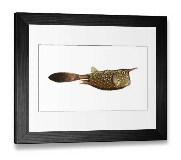 Framed Print : Fish, Fish, Genus marine ray-finned fish, Ostracion cornutus, the Horn-fish, Historical, digitally restored reproduction from a 19th century original, Record date not stated Framed Print : Fish, Fish, Genus marine ray-finned fish, Ostracion cornutus, the Horn-fish, Historical, digitally restored reproduction from a 19th century original, Record date not stated