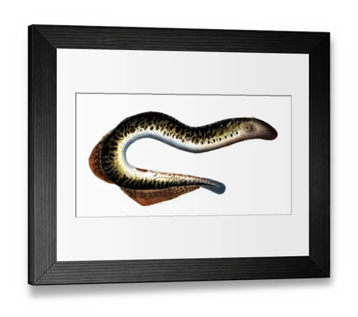 Framed Print : Fish, Fish, Petromizon marinus, Sea lamprey, Historical, digitally restored reproduction from a 19th century original, Record date not stated