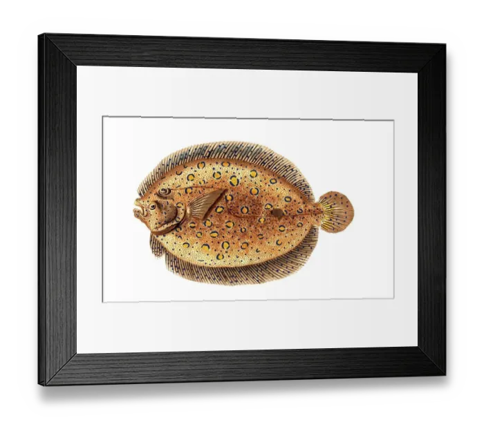Framed Print : Fish, Fish, Genus of right-eye flounders, Pleuronectes Argus, Historical, digitally restored reproduction from a 19th century original, Record date not stated Framed Print : Fish, Fish, Genus of right-eye flounders, Pleuronectes Argus, Historical, digitally restored reproduction from a 19th century original, Record date not stated