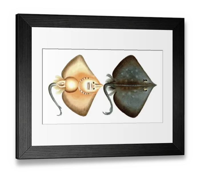 Framed Print : Fish, Fish, Family Skate (fish), Raja oxyrinchus, Historical, digitally restored reproduction from a 19th century original, Record date not stated Framed Print : Fish, Fish, Family Skate (fish), Raja oxyrinchus, Historical, digitally restored reproduction from a 19th century original, Record date not stated