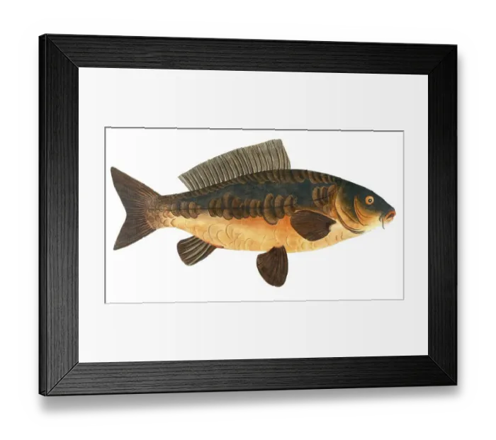 Framed Print : Fish, Fish, Rex Cyprinorum, Mirror carp, Historical, digitally restored reproduction from a 19th century original, Record date not stated