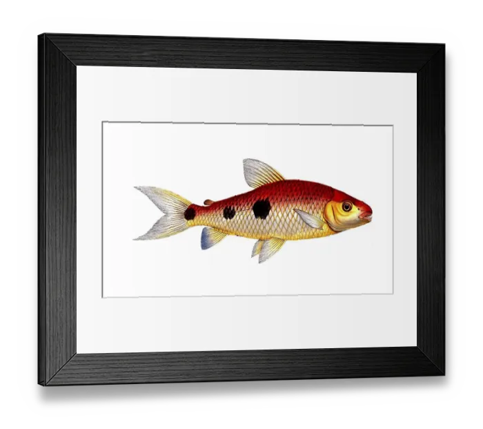 Framed Print : Fish, Fish, Salmon family, Salmo friderici, Historical, digitally restored reproduction from a 19th century original, Record date not stated