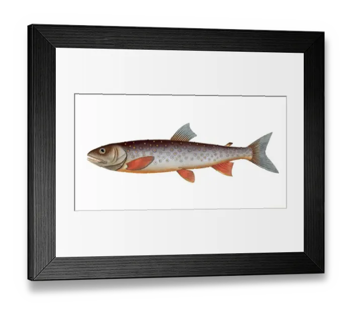 Framed Print : Fish, Fish, Salmon family, Salmo salvelinus, the char, the Salveling, Historical, digitally restored reproduction from a 19th century original, Record date not stated