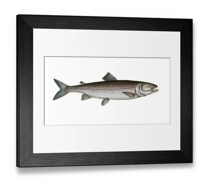 Framed Print : Fish, Fish, Salmon family, Salmo schiffermulleri, Historical, digitally restored reproduction from a 19th century original, Record date not stated