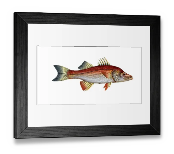 Framed Print : Fish, fish, genus of the umber fish family, Sciaena undecimalis, the Elevan-ray, Historical, digitally restored reproduction from a 19th century original, Record date not stated