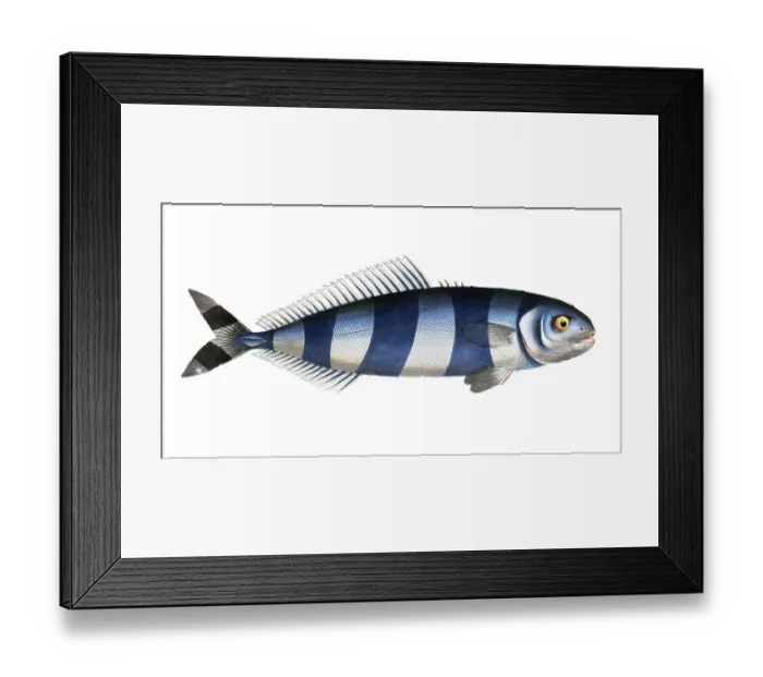 Framed Print : Fish, Fish, Group of perch relatives, Scomber ductor, Historical, digitally restored reproduction from a 19th century original, Record date not stated