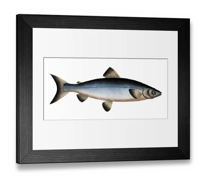 Framed Print : Fish, Fish, Salmon family, Salmo wartmanni, the Blue family of salmonids, Salmon, Historical, digitally restored reproduction from a 19th century original, Record date not stated Framed Print : Fish, Fish, Salmon family, Salmo wartmanni, the Blue family of salmonids, Salmon, Historical, digitally restored reproduction from a 19th century original, Record date not stated