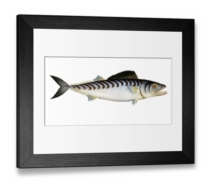 Framed Print : Fish, fish, group of perch relatives, Scomber sarda, the Scale-breast, Historical, digitally restored reproduction from a 19th century original, Record date not stated