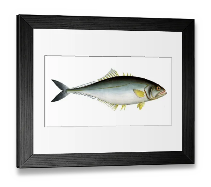 Framed Print : Fish, Fish, Group of perch relatives, Scomber saliens, the Jumper, Historic, digitally restored reproduction from a 19th century original, Record date not stated Framed Print : Fish, Fish, Group of perch relatives, Scomber saliens, the Jumper, Historic, digitally restored reproduction from a 19th century original, Record date not stated