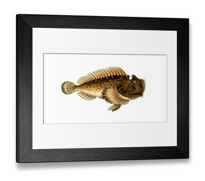Framed Print : Fish, Fish, Fish genus from the scorpionfish family, Scorpaena horrida, Historical, digitally restored reproduction from a 19th century original, Record date not stated Framed Print : Fish, Fish, Fish genus from the scorpionfish family, Scorpaena horrida, Historical, digitally restored reproduction from a 19th century original, Record date not stated