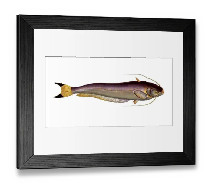 Framed Print : Fish, Fish, Fish genus from the family of the true catfishes within the order of the catfishes, Silurus bimaculatus, Historical, digitally restored reproduction from a 19th century original, Record date not stated Framed Print : Fish, Fish, Fish genus from the family of the true catfishes within the order of the catfishes, Silurus bimaculatus, Historical, digitally restored reproduction from a 19th century original, Record date not stated