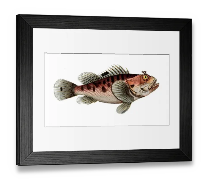 Framed Print : Fish, fish, genus of fish from the scorpionfish family, Scorpaena scrofa, the poisinnet grooper, Historic, digitally restored reproduction from a 19th century original, Record date not stated