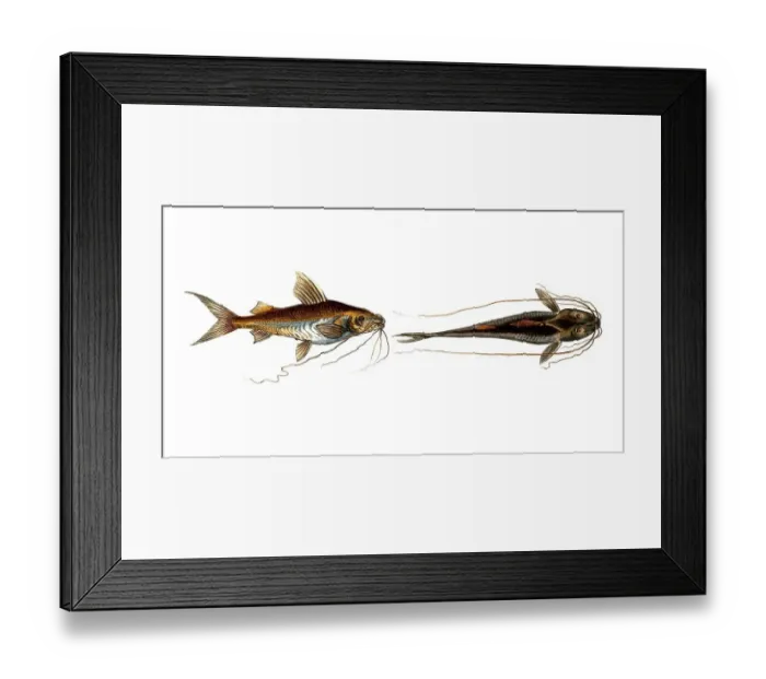 Framed Print : Fish, Fish, Fish genus from the family of the true catfishes within the order of the catfishes, Silurus clarias, Silurus ascita, Historical, digitally restored reproduction from an original from the 19th century, Record date not stated