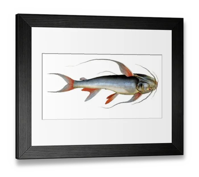 Framed Print : Fish, Fish, Fish genus from the family of the true catfishes within the order of the catfishes, Silurus bagre, Historical, digitally restored reproduction from an original from the 19th century, Record date not stated