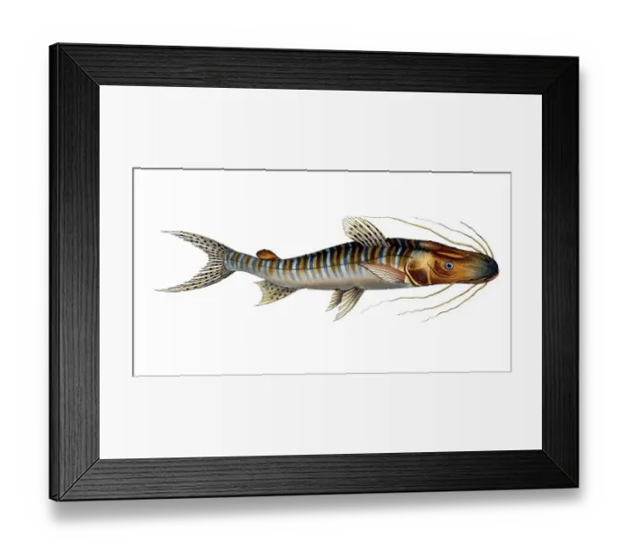 Framed Print : Fish, Fish, Fish genus from the family of the true catfishes within the order of the catfishes, Silurus fasciatus, Historical, digitally restored reproduction from an original from the 19th century, Record date not stated