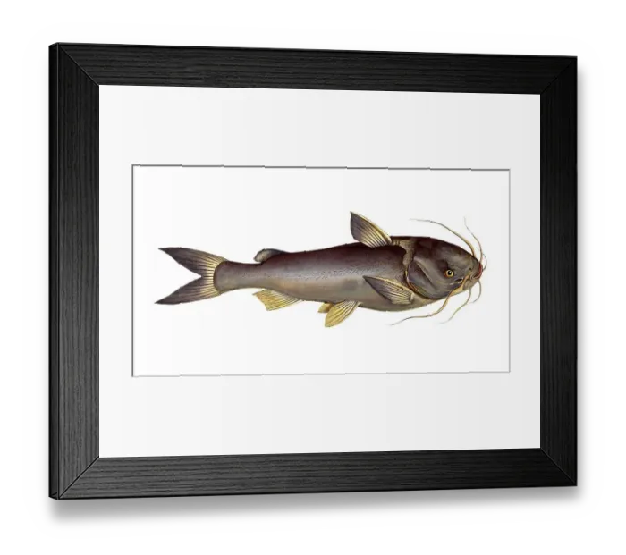 Framed Print : Fish, Fish, Genus of fish from the family of the true catfishes within the order of the catfishes, Silurus herzbergii, Silver Silure, Historical, digitally restored reproduction from a 19th century original, Record date not stated