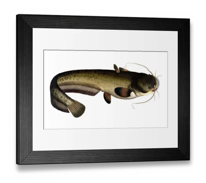 Framed Print : Fish, Fish, Fish genus from the family of the true catfishes within the order of the catfishes, Silurus glanis, Catfish, the Sheat-fish, Historical, digitally restored reproduction from a 19th century original, Record date not stated Framed Print : Fish, Fish, Fish genus from the family of the true catfishes within the order of the catfishes, Silurus glanis, Catfish, the Sheat-fish, Historical, digitally restored reproduction from a 19th century original, Record date not stated