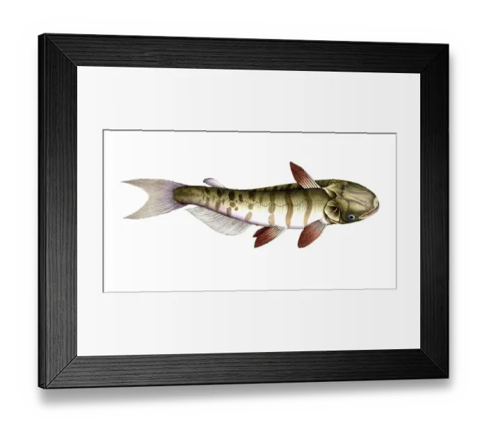 Framed Print : Fish, Fish, Fish genus from the family of the true catfishes within the order of the catfishes, Silurus inermis, Historical, digitally restored reproduction from a 19th century original, Record date not stated