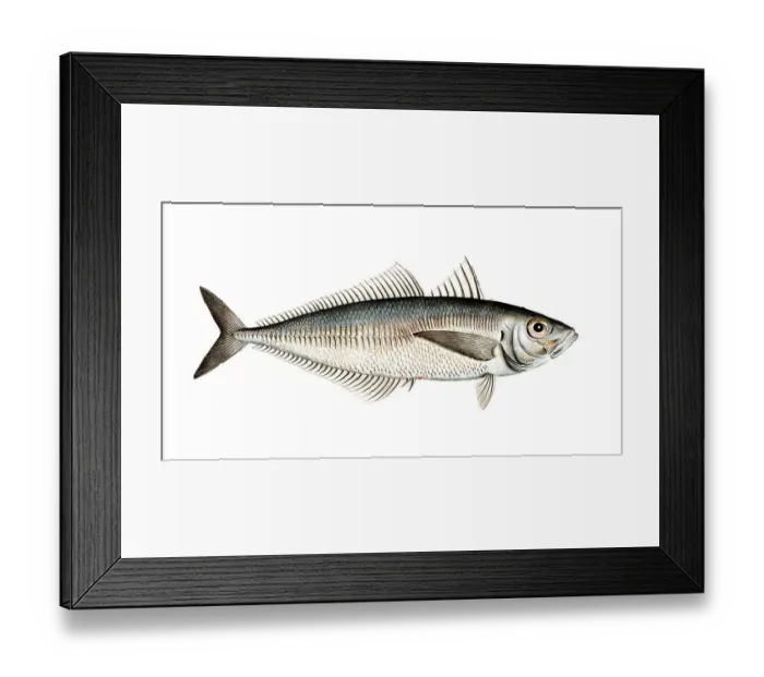 Framed Print : Fish, Fish, Somber trachurus, Trachurus trachurus, Bastard mackerel, Atlantic horse mackerel, Historical, digitally restored reproduction from a 19th century original, Record date not stated Framed Print : Fish, Fish, Somber trachurus, Trachurus trachurus, Bastard mackerel, Atlantic horse mackerel, Historical, digitally restored reproduction from a 19th century original, Record date not stated