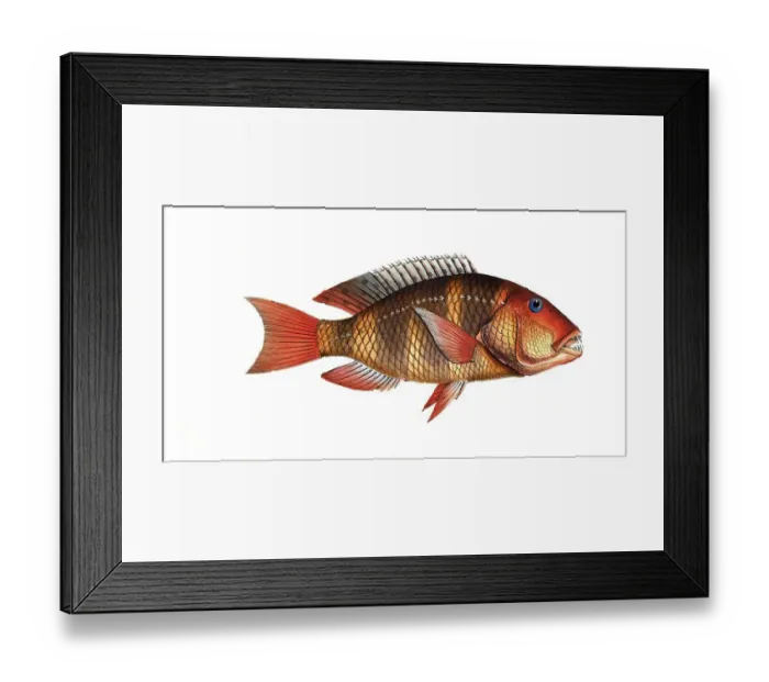 Framed Print : Fish, Fish, Sea bream family, Sparus Anchorago, The Anchor-Tooth, Historical, digitally restored reproduction from a 19th century original, Record date not stated Framed Print : Fish, Fish, Sea bream family, Sparus Anchorago, The Anchor-Tooth, Historical, digitally restored reproduction from a 19th century original, Record date not stated