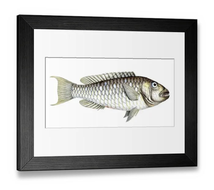 Framed Print : Fish, Fish, Sea bream family, Sparus abildgaardi, Historical, digitally restored reproduction from a 19th century original, Record date not stated Framed Print : Fish, Fish, Sea bream family, Sparus abildgaardi, Historical, digitally restored reproduction from a 19th century original, Record date not stated