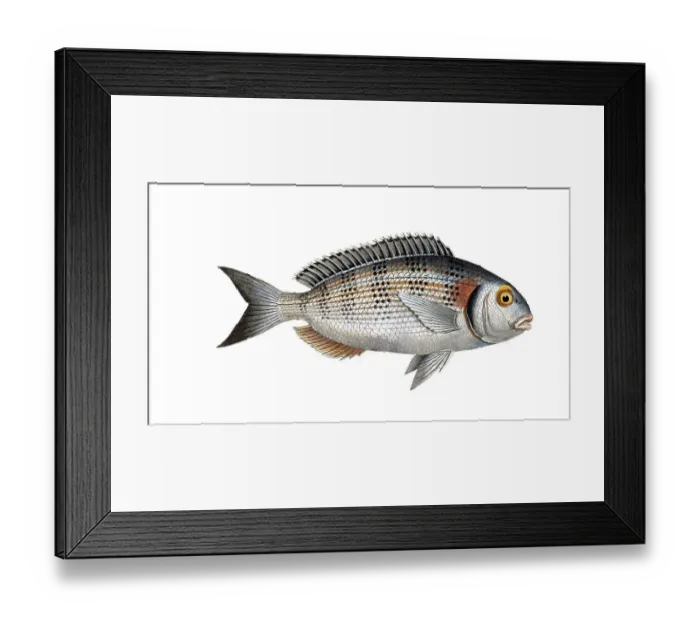 Framed Print : Fish, Fish, Sea bream family, Sparus aurata, Gilt-head, Historical, digitally restored reproduction from a 19th century original, Record date not stated