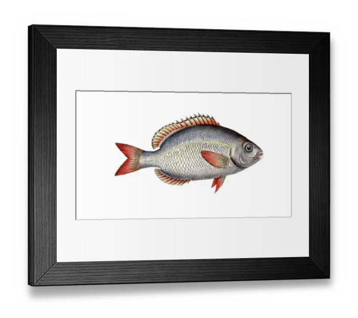 Framed Print : Fish, Fish, Sea bream family, Sparus brama, Brama brama, Atlantic pomfret, Ray's bream, Historical, digitally restored reproduction from a 19th century original, Record date not stated