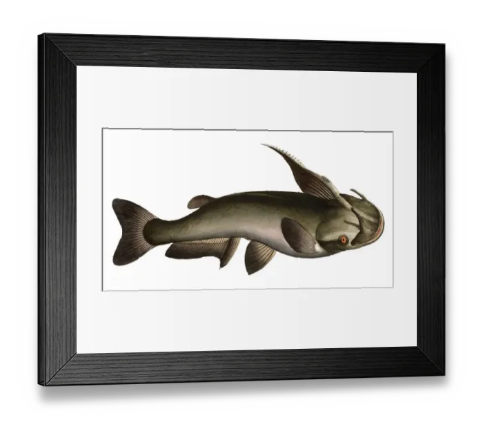 Framed Print : Fish, Fish, Fish genus from the family of the true catfish within the order of the catfish-like, Silurus militaris, horned catfish, the horned silure, Historical, digitally restored reproduction from a 19th century original, Record date not stated Framed Print : Fish, Fish, Fish genus from the family of the true catfish within the order of the catfish-like, Silurus militaris, horned catfish, the horned silure, Historical, digitally restored reproduction from a 19th century original, Record date not stated