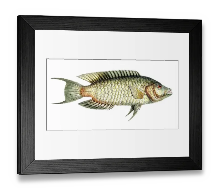 Framed Print : Fish, Fish, Sea bream family, Sparus chlorurus, Historical, digitally restored reproduction from a 19th century original, Record date not stated Framed Print : Fish, Fish, Sea bream family, Sparus chlorurus, Historical, digitally restored reproduction from a 19th century original, Record date not stated