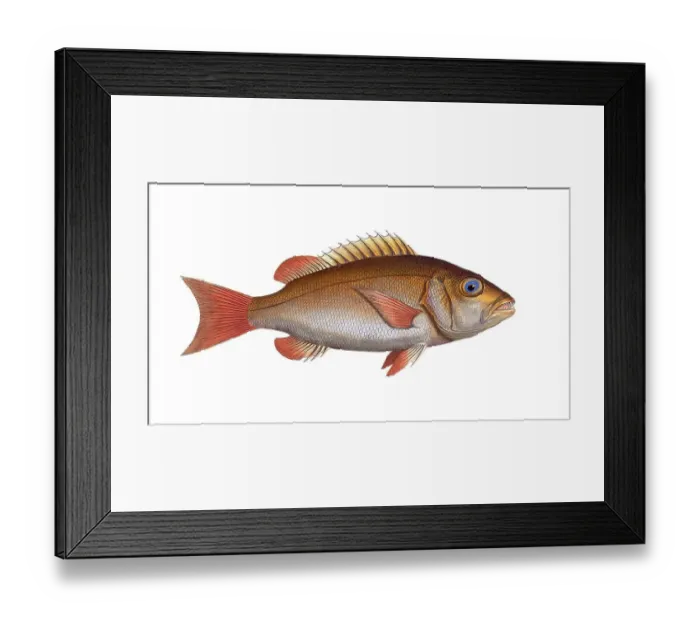 Framed Print : Fish, fishes, family of sea bream, Sparus cynodon, the Dogs-tooth, Historical, digitally restored reproduction from a 19th century original, Record date not stated Framed Print : Fish, fishes, family of sea bream, Sparus cynodon, the Dogs-tooth, Historical, digitally restored reproduction from a 19th century original, Record date not stated