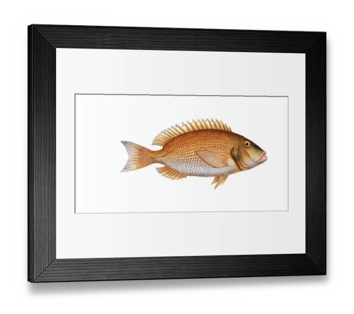Framed Print : Fish, Fish, Sea bream family, Sparus dentex, dentex, common dentex, Historical, digitally restored reproduction from a 19th century original, Record date not stated Framed Print : Fish, Fish, Sea bream family, Sparus dentex, dentex, common dentex, Historical, digitally restored reproduction from a 19th century original, Record date not stated