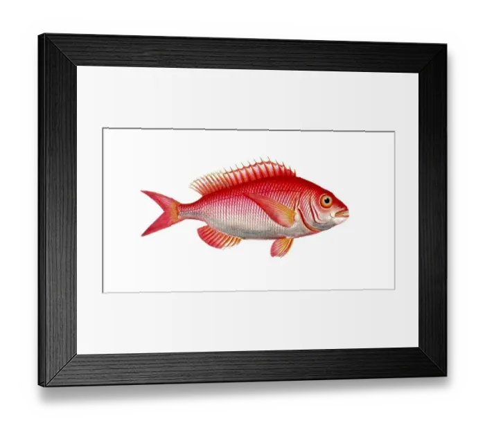 Framed Print : Fish, Fish, Sea bream family, Sparus erythrinus, Historical, digitally restored reproduction from a 19th century original, Record date not stated Framed Print : Fish, Fish, Sea bream family, Sparus erythrinus, Historical, digitally restored reproduction from a 19th century original, Record date not stated