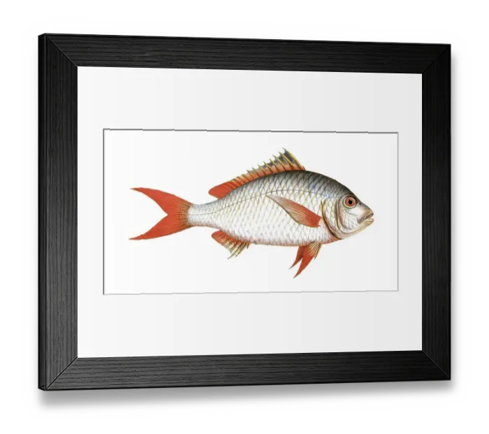 Framed Print : Fish, Fish, Seabream family, Sparus erythrourus, Red seabream, Redtail, Dorade rose, Common pandora, Spanish seabream, Historical, digitally restored reproduction from a 19th century original, Record date not stated Framed Print : Fish, Fish, Seabream family, Sparus erythrourus, Red seabream, Redtail, Dorade rose, Common pandora, Spanish seabream, Historical, digitally restored reproduction from a 19th century original, Record date not stated