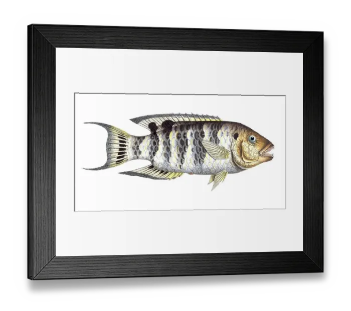 Framed Print : Fish, Fishes, Sea bream family, Sparus fasciatus, Cheilinus fasciatus, Red-breasted wrasse, Historical, digitally restored reproduction from a 19th century original, Record date not stated