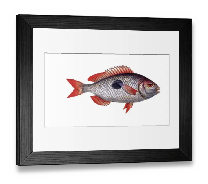 Framed Print : Fish, Fish, Sea bream family, Sparus maena, Historical, digitally restored reproduction from a 19th century original, Record date not stated Framed Print : Fish, Fish, Sea bream family, Sparus maena, Historical, digitally restored reproduction from a 19th century original, Record date not stated