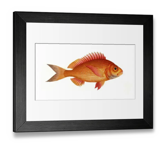 Framed Print : Fish, Fish, Sea bream family, Sparus macrophtalmus, Historical, digitally restored reproduction from a 19th century original, Record date not stated