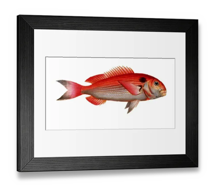 Framed Print : Fish, Fish, Sea bream family, Sparus pagrus, Historical, digitally restored reproduction from a 19th century original, Record date not stated Framed Print : Fish, Fish, Sea bream family, Sparus pagrus, Historical, digitally restored reproduction from a 19th century original, Record date not stated
